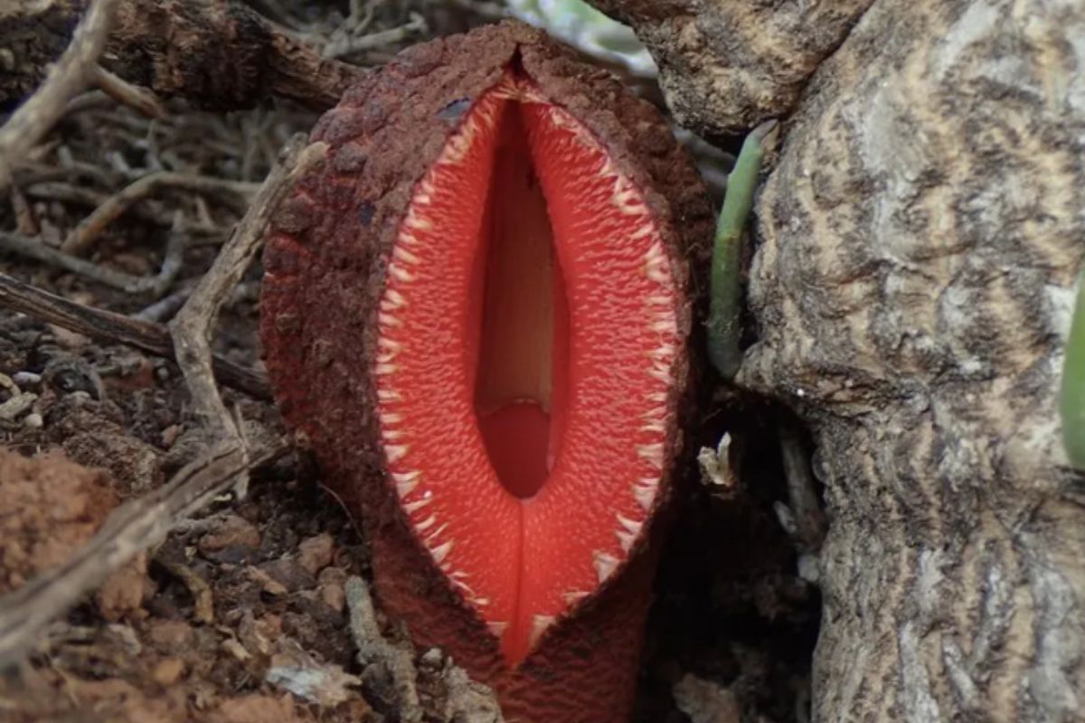 Hydnora africana/ Twitter / @gunsnrosesgirl3 / arditolastico / Reprodução