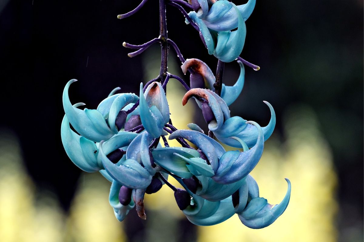 Jade Vine é uma das plantas mais raras do mundo / Reprodução Pixabay