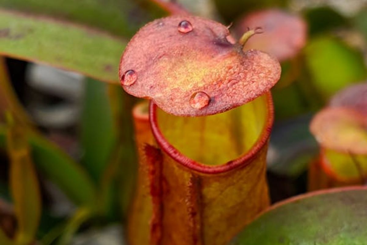 Nepenthes rajah / Reprodução Pexels