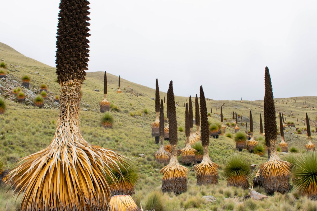 Puya Raimondii - Reprodução / Canva