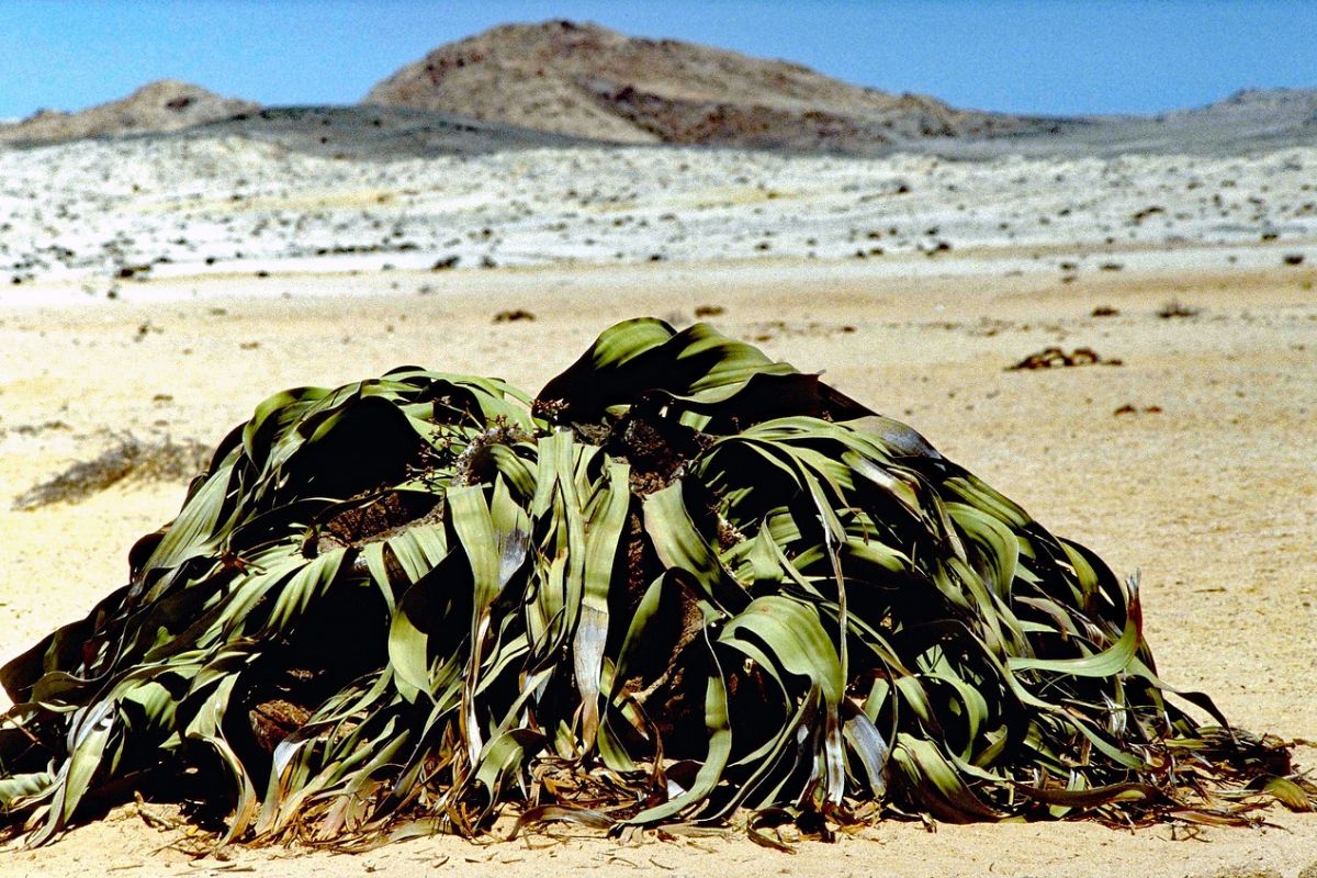  Welwitschia mirabilis / Reprodução Pixabay