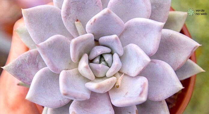 img - echeveria beverley