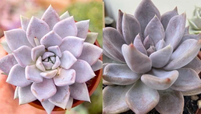 Echeveria 'Beverley' Rosetas elegantes e marcantes