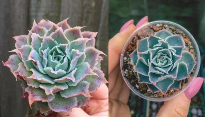 Echeveria Simulans: Guia completo para cultivo e cuidados