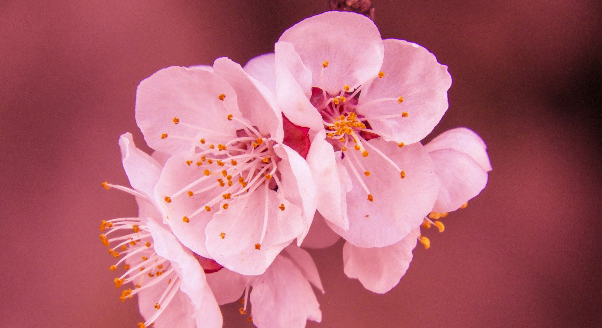 Flor de cerejeira