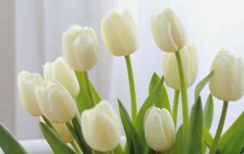 Como cuidar de tulipa? Como cuidar de tulipa?