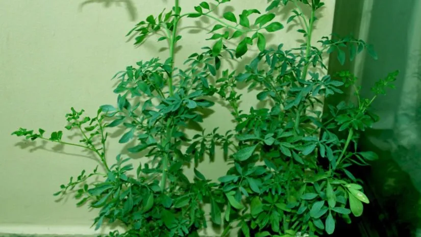 Como plantar arruda Como plantar arruda