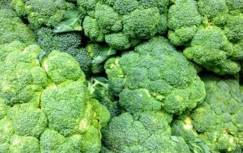 Como plantar brócolis Como plantar brócolis