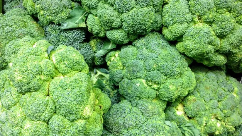 Como plantar brócolis Como plantar brócolis