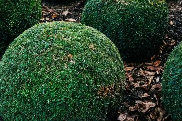 Buxinho: o arbusto elegante que transforma qualquer jardim
