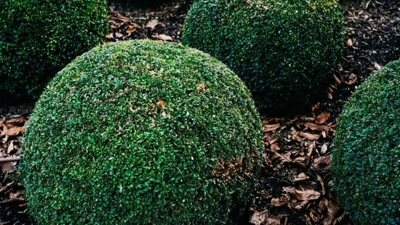 Buxinho: o arbusto elegante que transforma qualquer jardim Buxinho: o arbusto elegante que transforma qualquer jardim