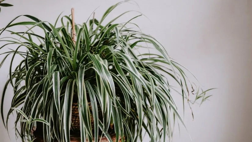 Clorófito: a planta-aranha charmosa e resistente para qualquer espaço Clorófito: a planta-aranha charmosa e resistente para qualquer espaço