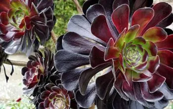 Aeonium Arboreum ‘Zwartkop’: A Suculenta Rosa Negra Aeonium Arboreum ‘Zwartkop’: A Suculenta Rosa Negra