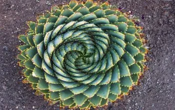 Aloe polyphylla: Exótica e Desafiadora para o seu Jardim Aloe polyphylla: Exótica e Desafiadora para o seu Jardim