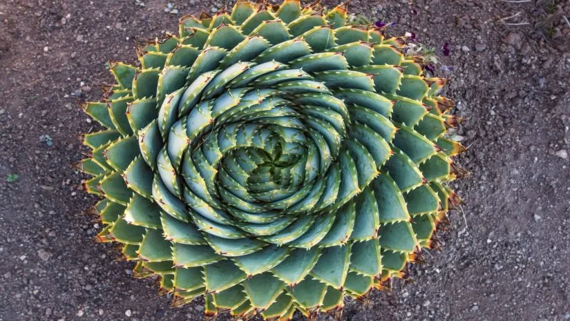 Aloe polyphylla: Exótica e Desafiadora para o seu Jardim Aloe polyphylla: Exótica e Desafiadora para o seu Jardim
