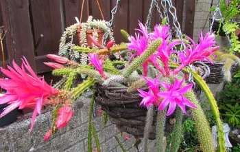 Aporocactus Flagelliformis: Cuidados para o Cacto Rabo de Rato Aporocactus Flagelliformis: Cuidados para o Cacto Rabo de Rato