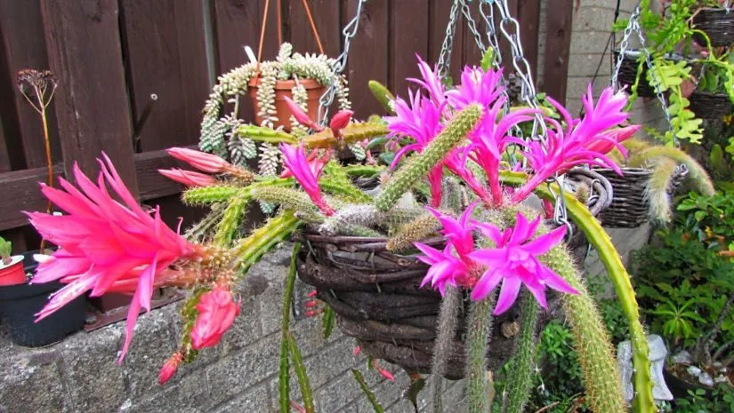 Aporocactus Flagelliformis: Cuidados para o Cacto Rabo de Rato Aporocactus Flagelliformis: Cuidados para o Cacto Rabo de Rato