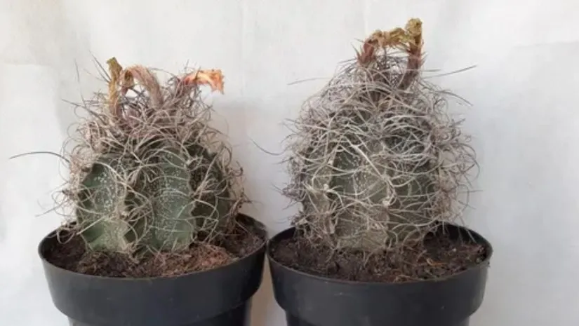 Astrophytum capricorne: O Cacto Chifre de Bode Astrophytum capricorne: O Cacto Chifre de Bode