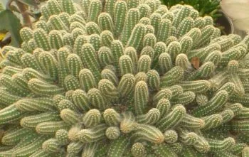 Chamaecereus silvestrii: Cuidados com o Cacto Amendoim Chamaecereus silvestrii: Cuidados com o Cacto Amendoim