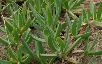 Carpobrotus acinaciformis: Uma suculenta diferente Carpobrotus acinaciformis: Uma suculenta diferente