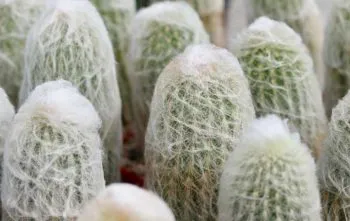 Cephalocereus senilis: Conheça o Cacto-Cabeça-de-Velho Cephalocereus senilis: Conheça o Cacto-Cabeça-de-Velho