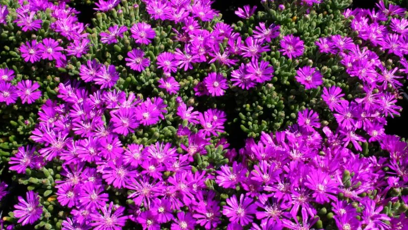 Delosperma cooperi: Conheça a Suculenta Perfeita para Jardins Delosperma cooperi: Conheça a Suculenta Perfeita para Jardins