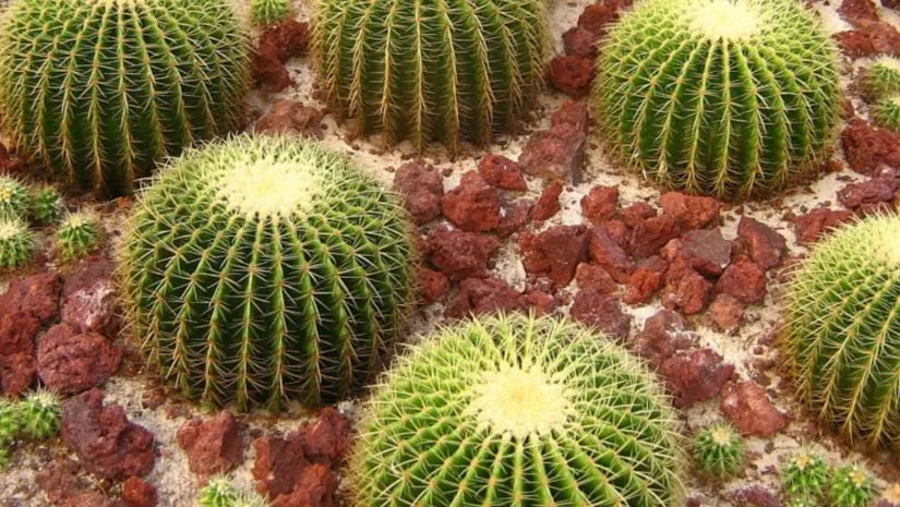 Echinocactus Grusonii: Conheça o Cacto Barril Dourado Echinocactus Grusonii: Conheça o Cacto Barril Dourado