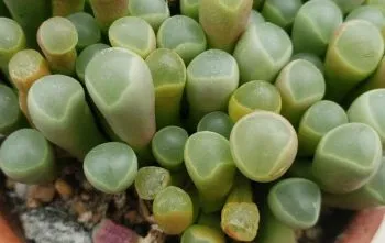 Fenestraria rhopalophylla: Cuidados para os Dedinhos-de-Bebê Fenestraria rhopalophylla: Cuidados para os Dedinhos-de-Bebê