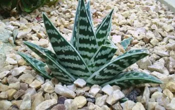 Gonialoe variegata: Conheça a suculenta Aloe-Tigre Gonialoe variegata: Conheça a suculenta Aloe-Tigre