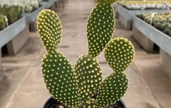 Orelha-de-Coelho (Opuntia microdasys): O Cacto Perfeito para Iniciantes Orelha-de-Coelho (Opuntia microdasys): O Cacto Perfeito para Iniciantes