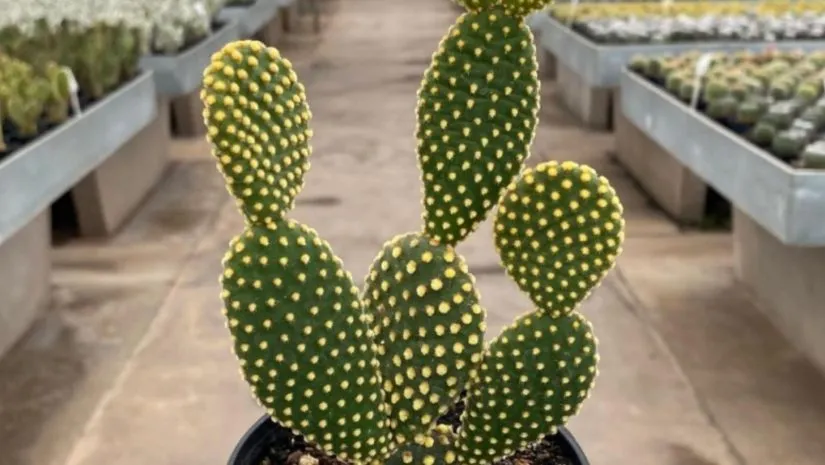 Orelha-de-Coelho (Opuntia microdasys): O Cacto Perfeito para Iniciantes Orelha-de-Coelho (Opuntia microdasys): O Cacto Perfeito para Iniciantes