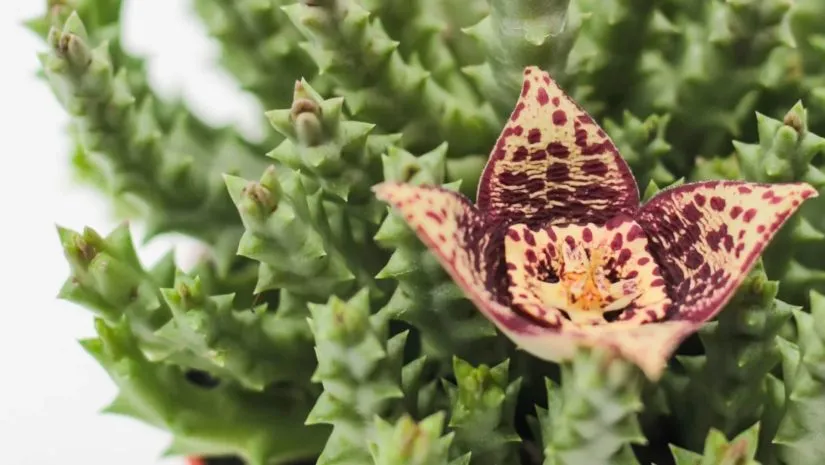 Orbea variegata: A Suculenta Exótica com Flor de Estrela Orbea variegata: A Suculenta Exótica com Flor de Estrela