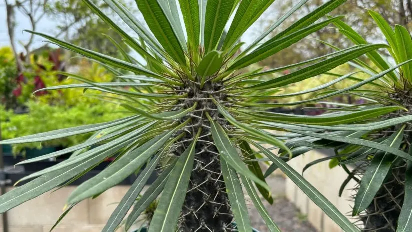 Palmeira de Madagascar (Pachypodium lamerei): O Cacto com Aparência de Palmeira Palmeira de Madagascar (Pachypodium lamerei): O Cacto com Aparência de Palmeira