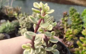 Portulacaria afra f. variegata (Rainbow Bush) Portulacaria afra f. variegata (Rainbow Bush)