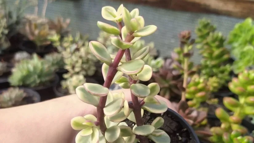 Portulacaria afra f. variegata (Rainbow Bush) Portulacaria afra f. variegata (Rainbow Bush)
