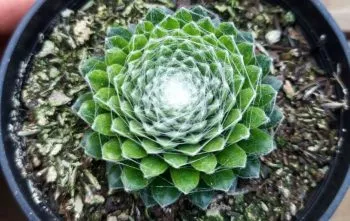 Sempervivum Arachnoideum: Guia Completo para Cuidar da Suculenta Teia de Aranha Sempervivum Arachnoideum: Guia Completo para Cuidar da Suculenta Teia de Aranha