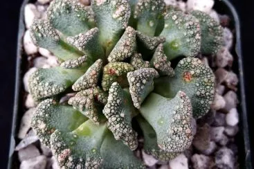 Titanopsis calcarea: A Suculenta que Parece Pedra