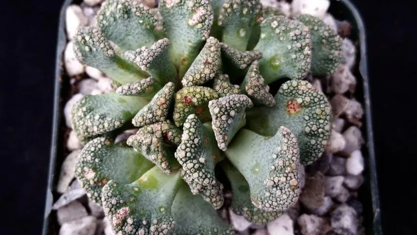 Titanopsis calcarea: A Suculenta que Parece Pedra Titanopsis calcarea: A Suculenta que Parece Pedra