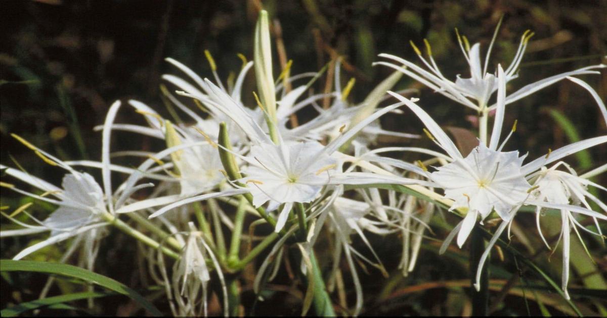 A flor misteriosa que floresce durante tempestades