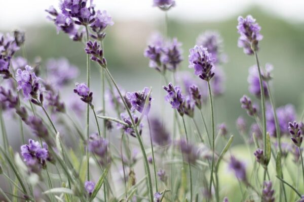Duras na queda: 4 plantas perfeitas para ambientes frios e secos
