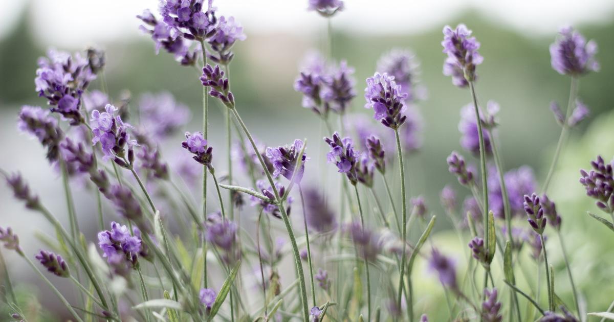 Duras na queda: 4 plantas perfeitas para ambientes frios e secos