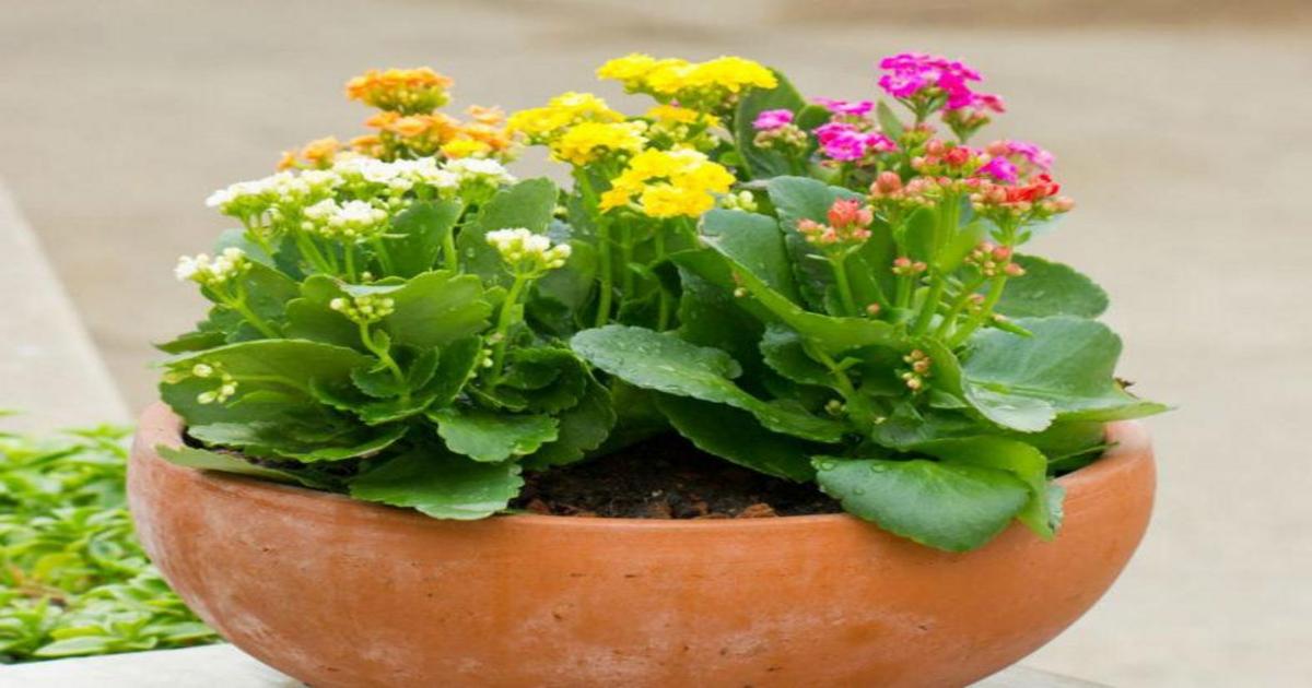 É possível plantar kalanchoe ao ar livre?