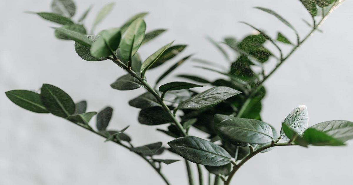 Estas plantas crescem lindas sozinhas e você não precisa nem pegar na tesoura