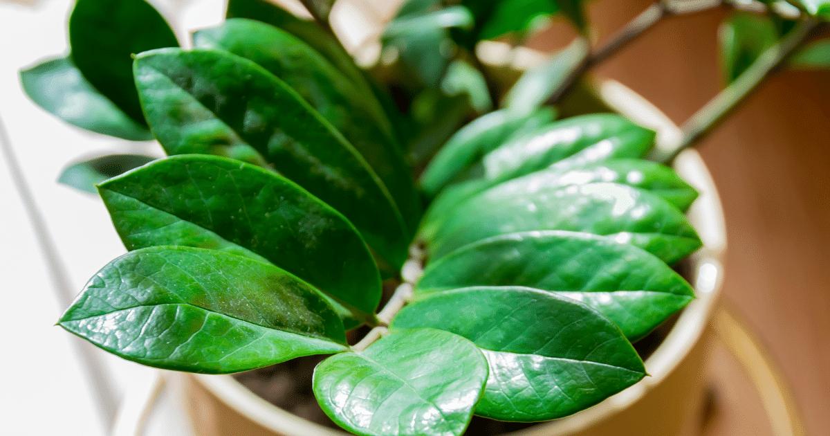 método japonês para regar zamioculcas