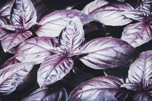 Não é citronela: esta planta poderosa afasta moscas e perfuma a cozinha ao mesmo tempo