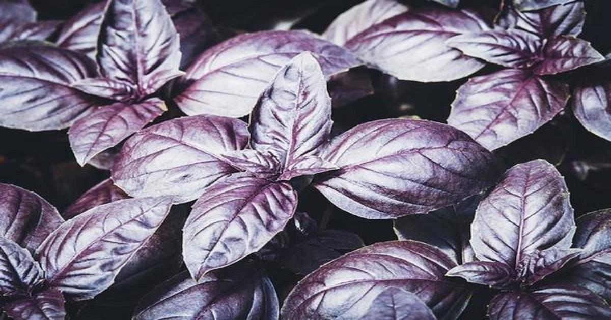 Não é citronela: esta planta poderosa afasta moscas e perfuma a cozinha ao mesmo tempo