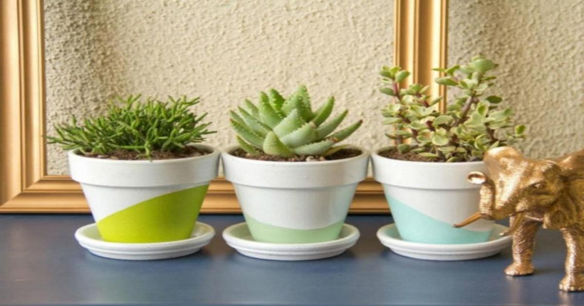 Os melhores cactos e suculentas para a sua mesa de escritório