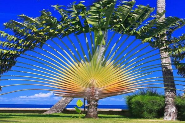 Ravenala