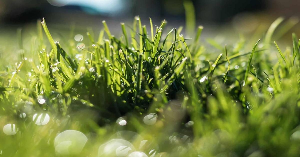 técnica simples para manter seu gramado verde o ano todo
