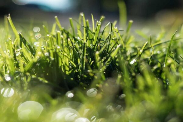 Veja técnica simples para manter seu gramado verde o ano todo